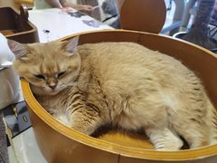 -藏猫猫咖啡主题馆(中央大道店)