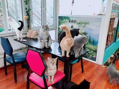 大堂-猫小院猫主题咖啡厅(北锣店)