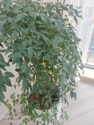 -HEYAN荷妍专业脱毛连锁机构
