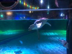 -暹罗海洋世界