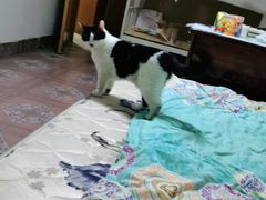 -特一安24小时宠物医院·骨科·中兽医