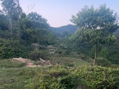-大姆山草场