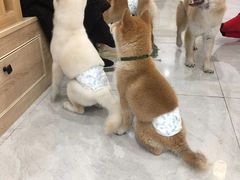 -柴犬小屋·柴餐厅·狗咖食堂(金鼎广场店)