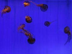 -上海海洋水族馆