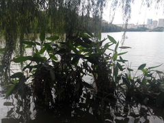 android_upload_pic-南通濠河风景名胜区