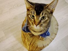-柴迷FANS CLUB·柴犬狗咖·猫咖