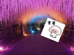 -大塘金香草谷