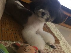 -帕帕拉兹宠物(亚洲旗舰店)