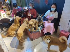 -萌喵宠狗爱心宠咖