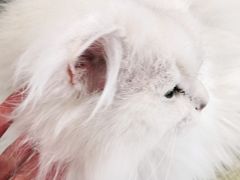 -猫在这儿猫咪咖啡馆·撸猫馆