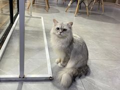 -松果猫咖(桐乡吾悦金街店)