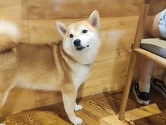 -柴务处·柴犬主题狗咖