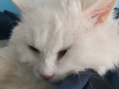 -瑞派福兴宠物医院犬猫全科·骨科·中西医结合(河东店)