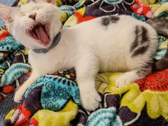 -lincat·猫舍(广州店)