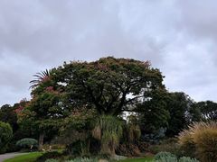 -墨尔本皇家植物园