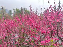 -重庆彩云湖湿地公园