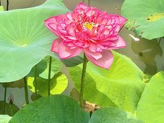 -广州莲花山旅游区