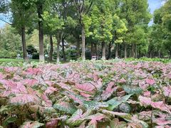 -上海鲜花港