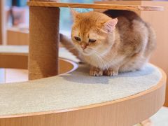 -CAT’S MEWSTAR CAFE·喵星球猫屋(晴湾咖啡店)
