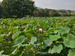 -韶山毛泽东同志故居