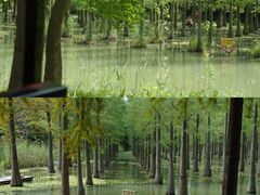 -泗洪洪泽湖湿地景区