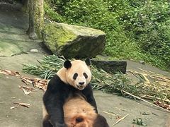-都江堰中华大熊猫苑