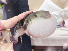 -鲐赏河豚(长寿店)