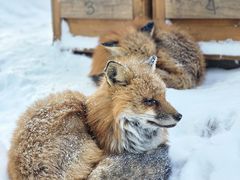 -宫城藏王狐狸村