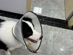 -艾贝尔宠物医院·宠保定点·超声绝育·免疫点(樱花路店)