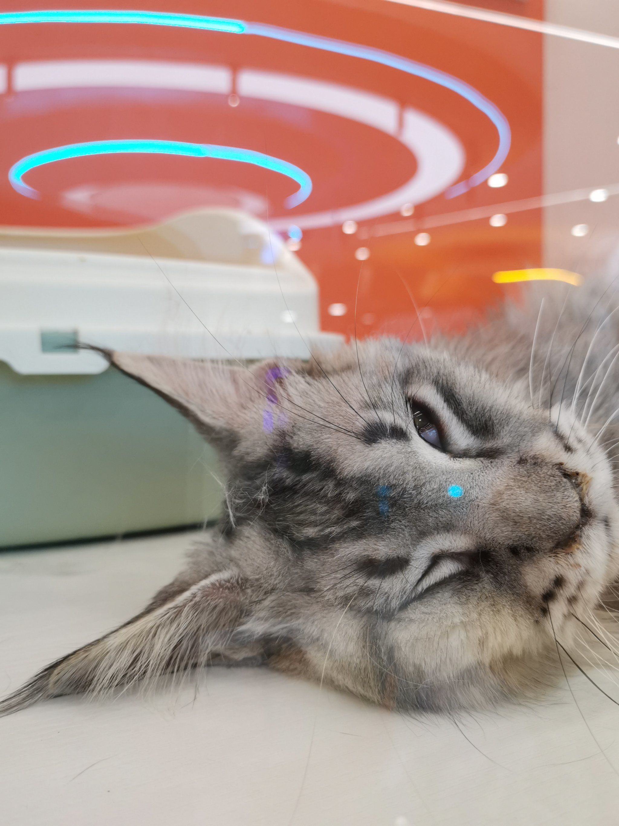 谁家小猫咪睡觉翻白眼啊