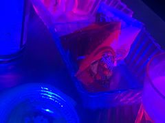 -MEGA PARTY CLUB