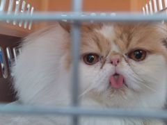 -佳雯宠物医院·皮肤科·内外科(春晓路分院)