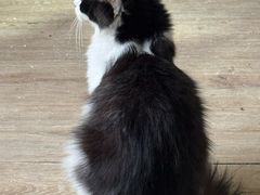 -楼上猫咖(罗湖店)