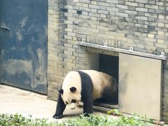 -都江堰中华大熊猫苑