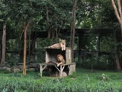 -清迈夜间动物园