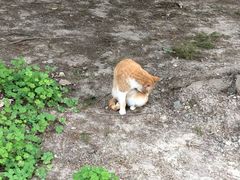 -碎片大厦