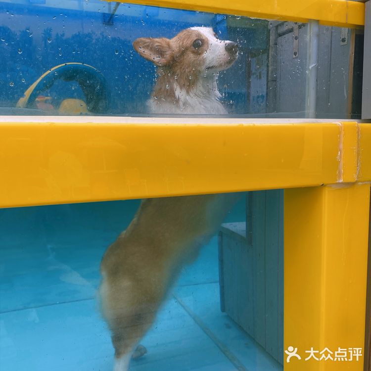 特别是新造了全透明的泳池