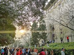 -武汉大学-樱园