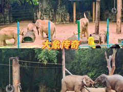 -广州长隆野生动物世界