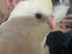 -吉丁鸟咖·异宠·寄养