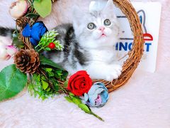 -十年猫舍·猫咪专门店(普陀店)