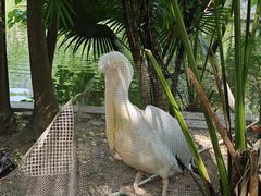 -深圳野生动物园
