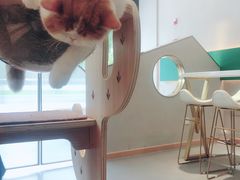 -飞行喵MR PILOT|猫舍·猫咖(静安大融城店)