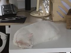 办公室睡觉的喵～-1933老场坊