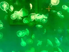 -大连圣亚海洋世界
