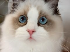 -东方名猫馆·英短金渐层布偶猫舍(环线广场1号楼店)