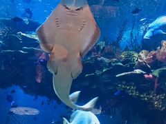 -迪拜帆船酒店海底餐厅