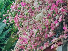 -深圳国际园林花卉博览园