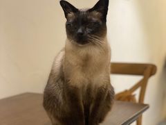 -猫友咖啡店(玉林西路店)