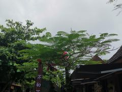 -亚龙湾热带天堂森林公园